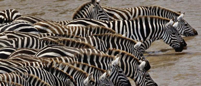Зебра – непарнокопытное животное Африки: описание, фото и картинки, видео про жизнь зебр Чем питается зебра в естественной среде