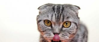 Можно ли кошкам шоколад: рекомендации ветеринаров