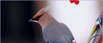 Как лечить птиц Лечение птицами
