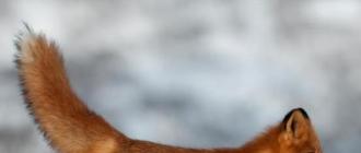 Обыкновенная лиса, описание, среда обитания, образ жизни, чем питается, размножение, фото, видео Какого цвета лапы у обыкновенной лисицы
