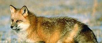 Чем питается лиса? Где и как живут лисы? Обыкновенная лиса, описание, среда обитания, образ жизни, чем питается, размножение, фото, видео Животные поля лисица