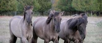 Редкие породы лошадей: описание
