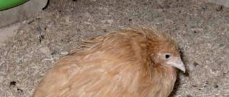 Почему возникает понос у цыплят и его лечение Какой помет должен быть у цыплят бройлеров