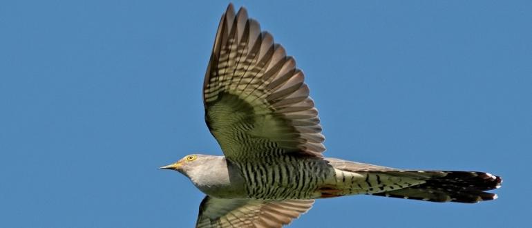 Птица кукушка: краткое описание с фото и видео, слушать звуки пения кукушки, почему она подкидывает яйца в гнезда другим птицам