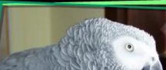 Жако или африканский серый попугай: все секреты для любителей пернатых Жако дома