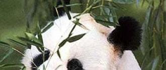 Где живет панда Где обитают панды в какой стране