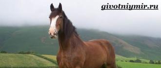 Лошади породы шайр: красавцы и гиганты Самая большая лошадь шайр
