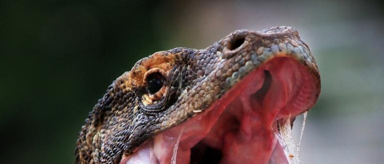 Вараны Комодо: описание и фото Остров драконов как называются животные