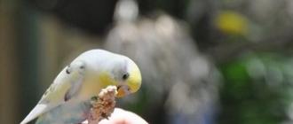 Питание для волнистого попугая