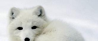 Песец или полярная лисица