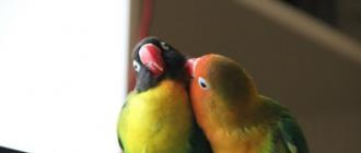 Описание попугаев неразлучников Как содержать дома попугая неразлучника