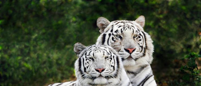 Тигр: фото и видео, описание породы, подвиды, образ жизни, охота Как размножаются тигры