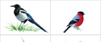 Зимующие и перелетные птицы – картинки с названиями для детей Городские зимующие птицы